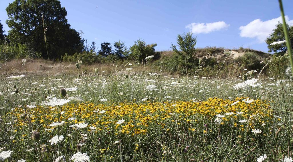 Casa Vacanze Antico Poggio Poggio San Giovanni Kültér fotó